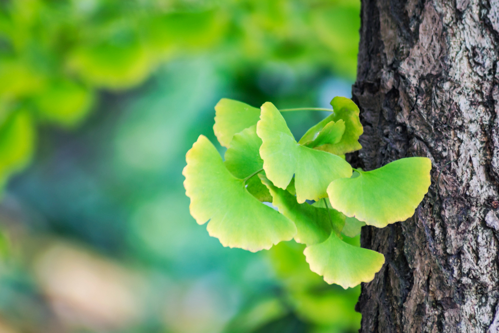 ginkgo biloba feuilles