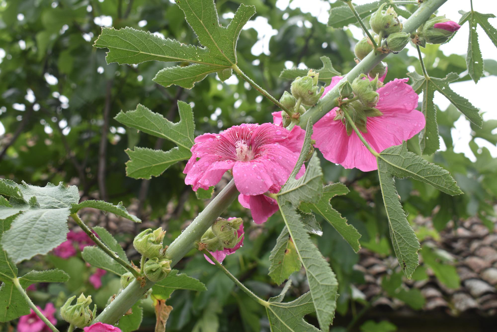 plante de guimauve