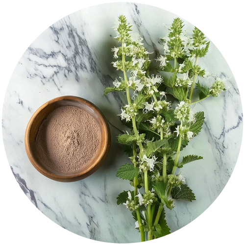 White Horehound - Pharmanager Ingredients